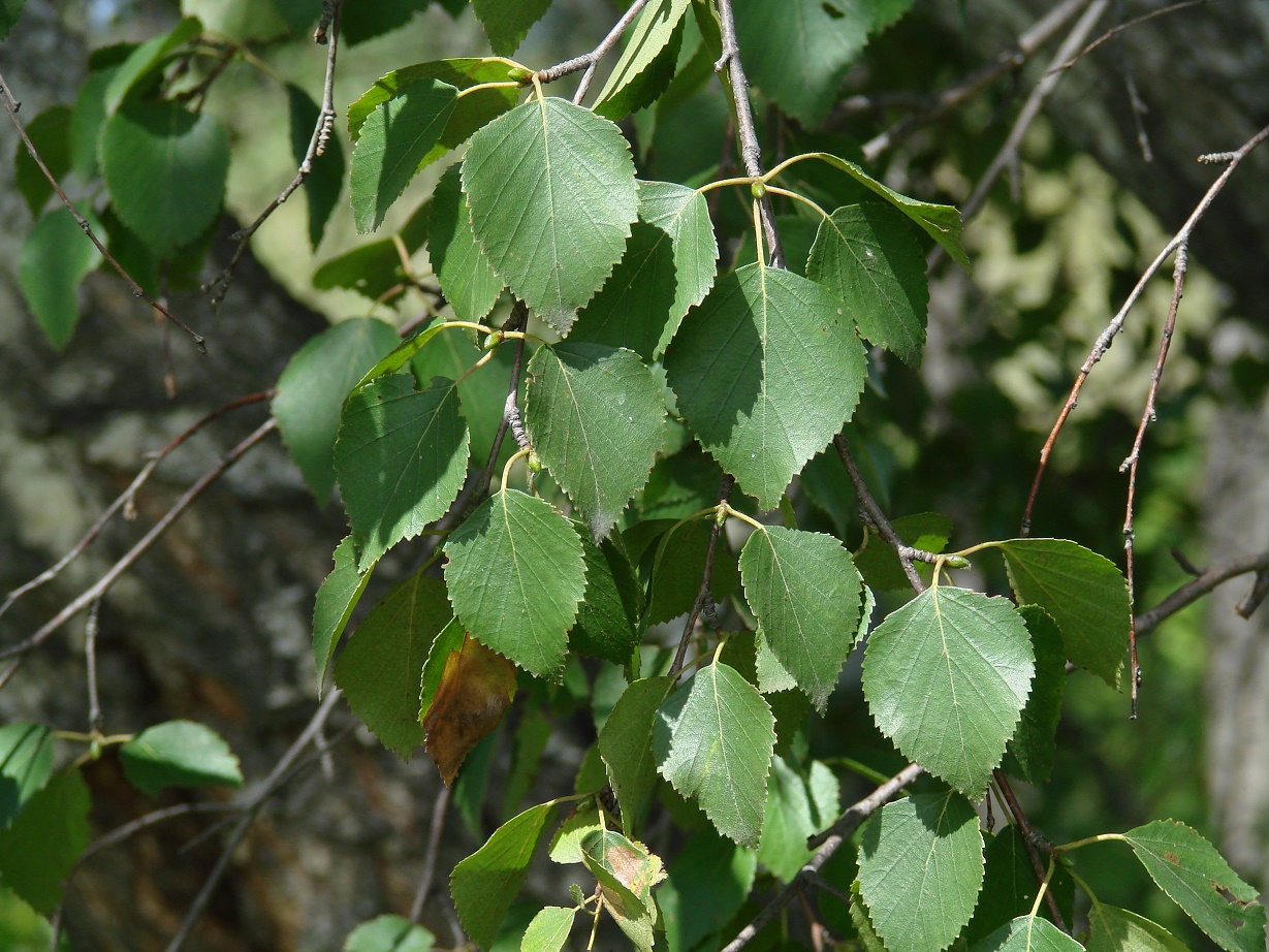 Image of genus Betula specimen.