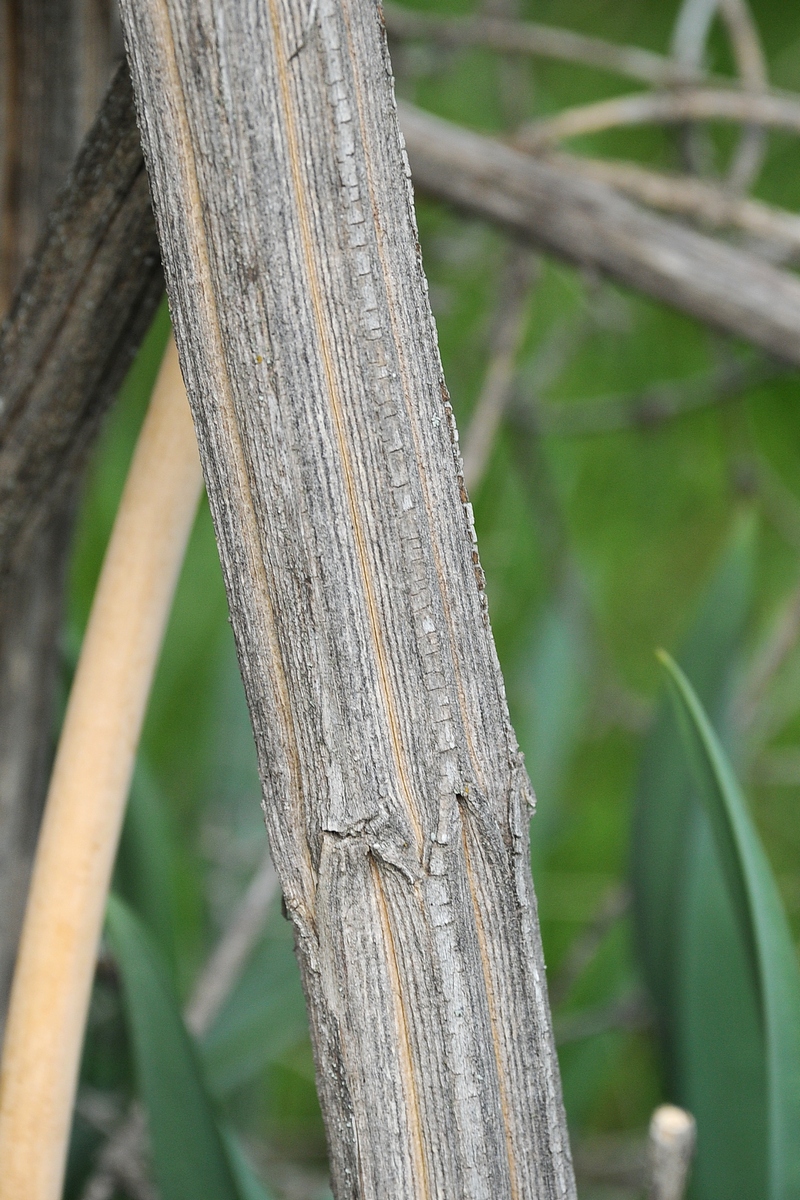 Image of Zabelia corymbosa specimen.