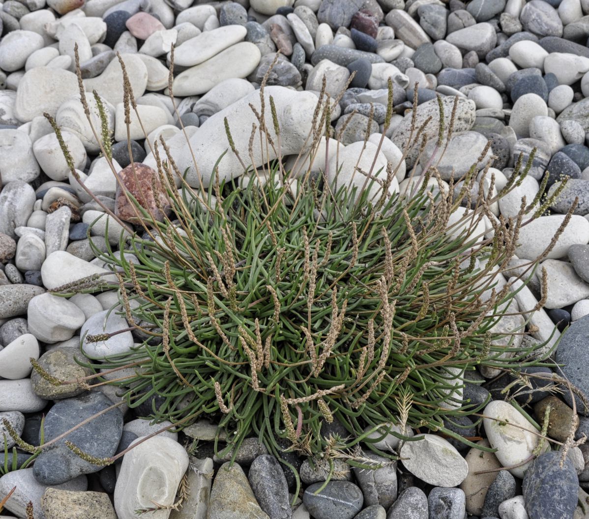 Image of Plantago crassifolia specimen.