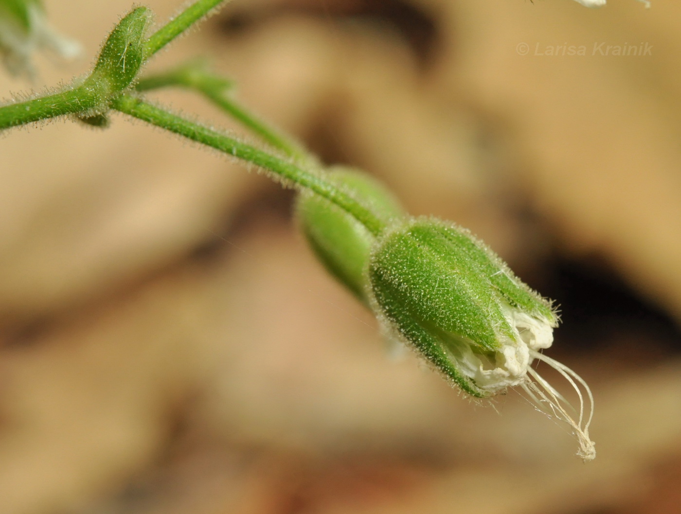 Изображение особи Cerastium pauciflorum.