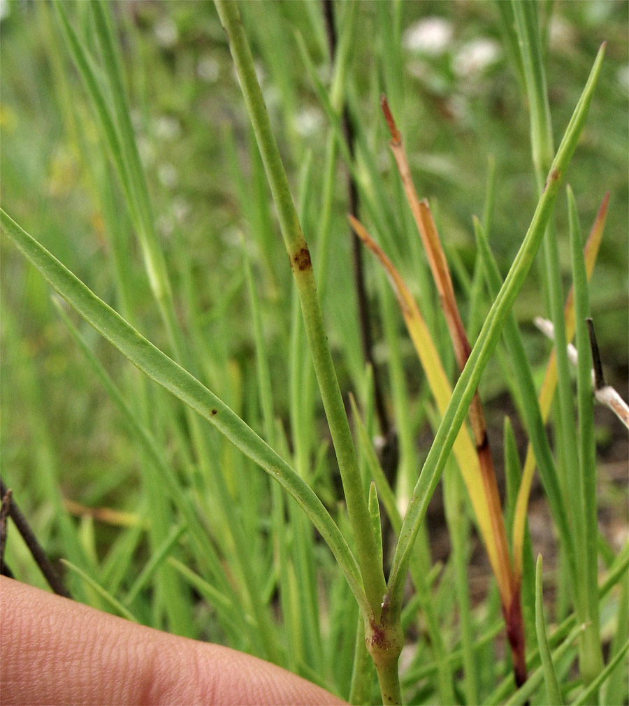 Изображение особи Dianthus pseudoserotinus.