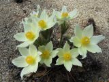 Pulsatilla uralensis