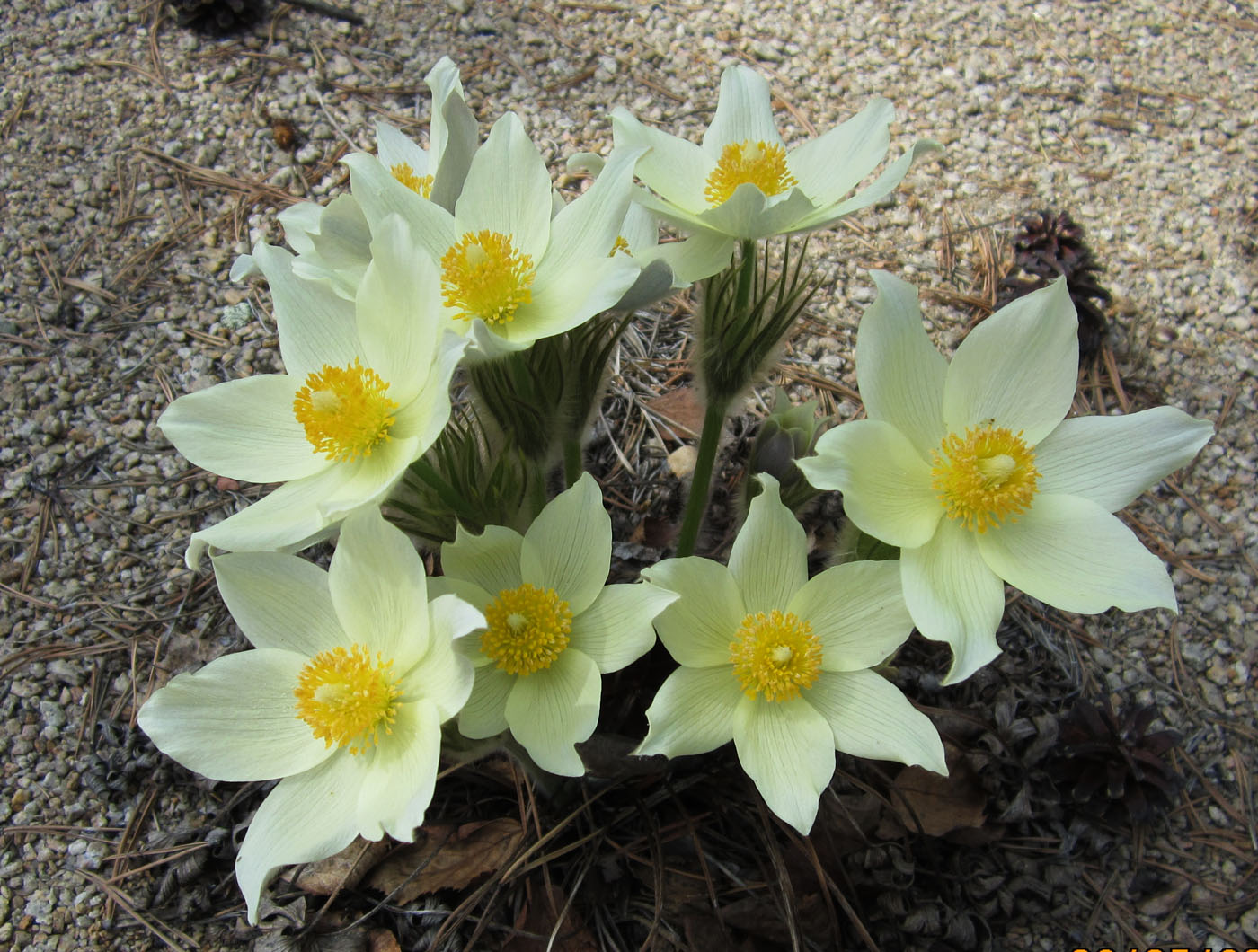 Image of Pulsatilla uralensis specimen.