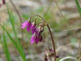 Cortusa altaica