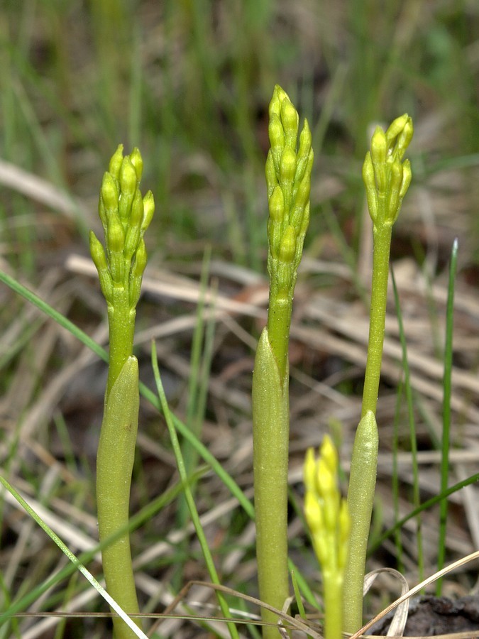 Изображение особи Corallorhiza trifida.