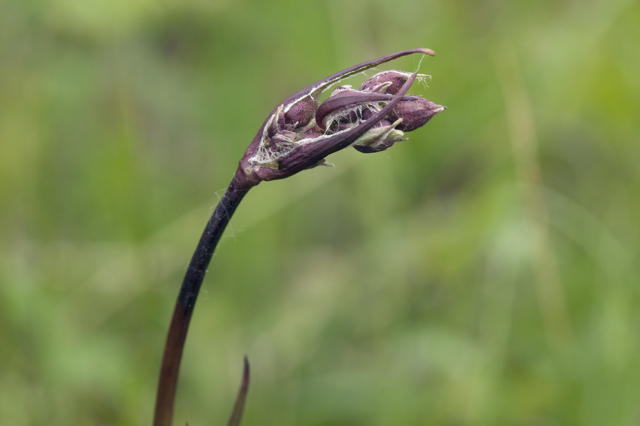 Image of Coccyganthe flos-cuculi specimen.