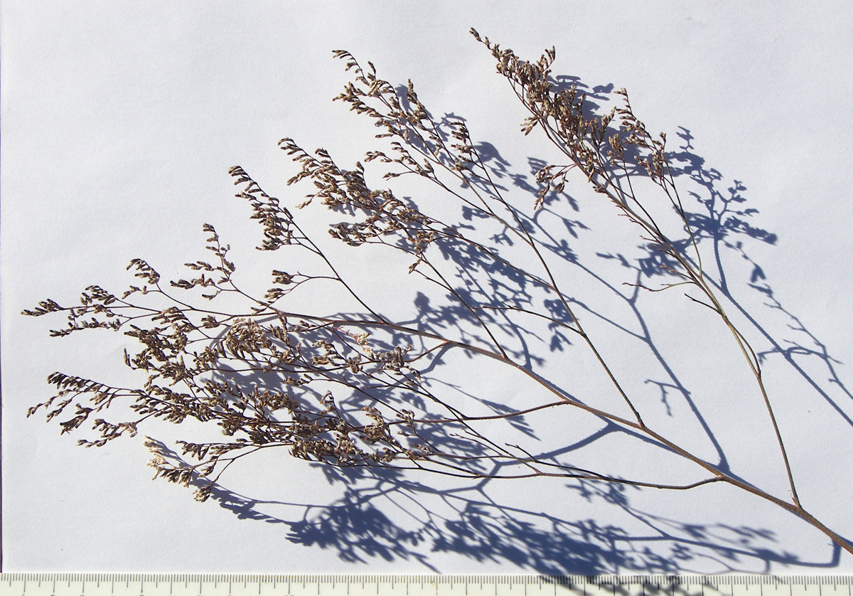 Image of Limonium coriarium specimen.