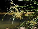 Cyperus fuscus