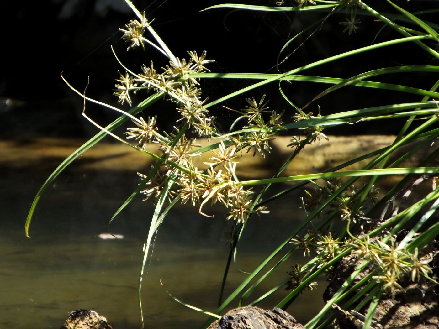 Image of Cyperus fuscus specimen.