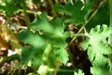 Heracleum sibiricum