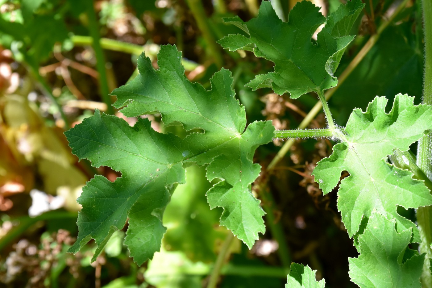 Image of Heracleum sibiricum specimen.