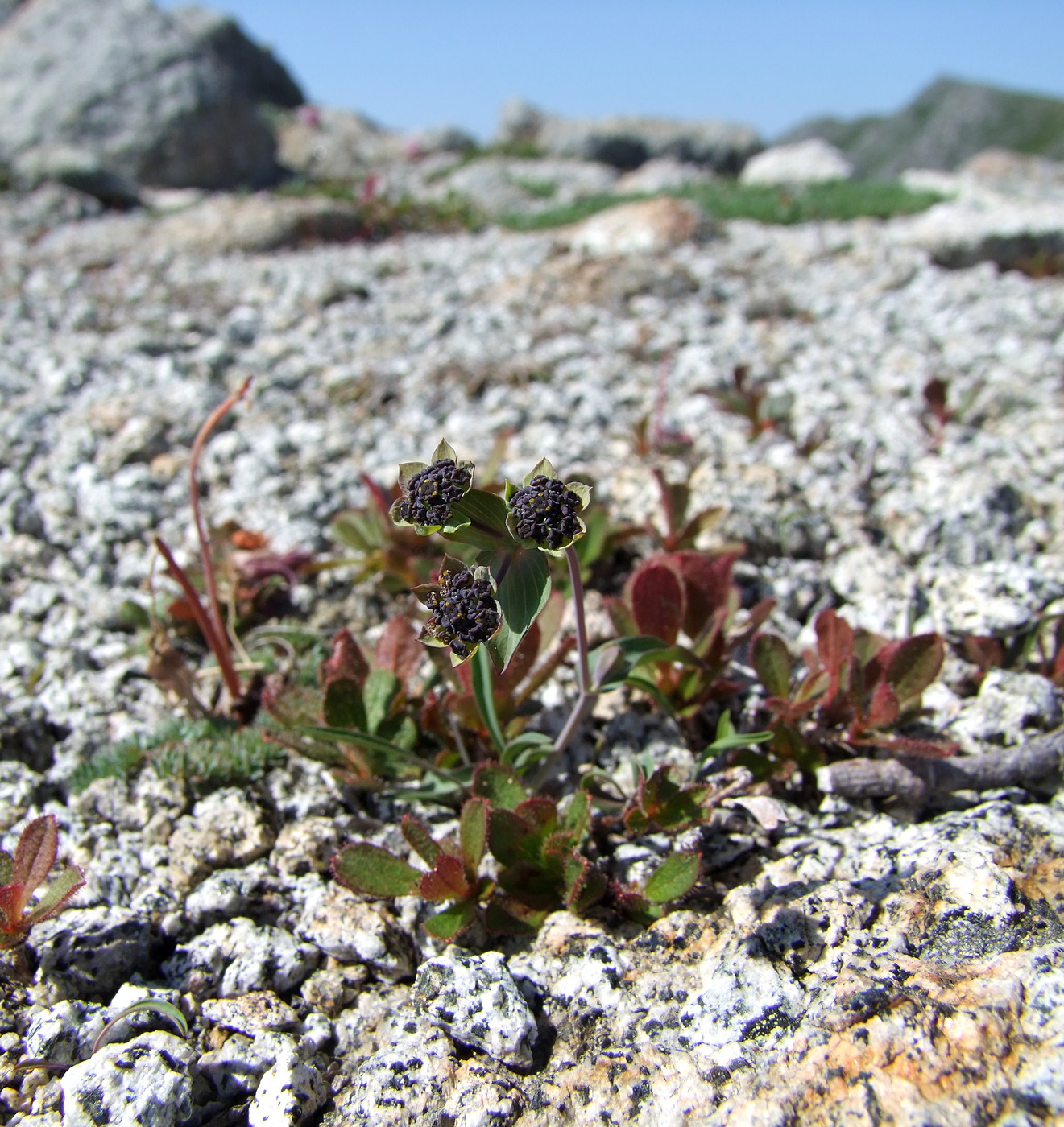 Изображение особи Bupleurum triradiatum.