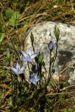 Lomatogonium carinthiacum