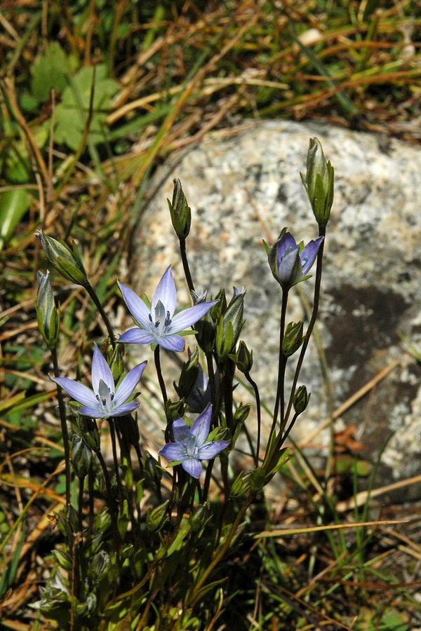 Image of Lomatogonium carinthiacum specimen.