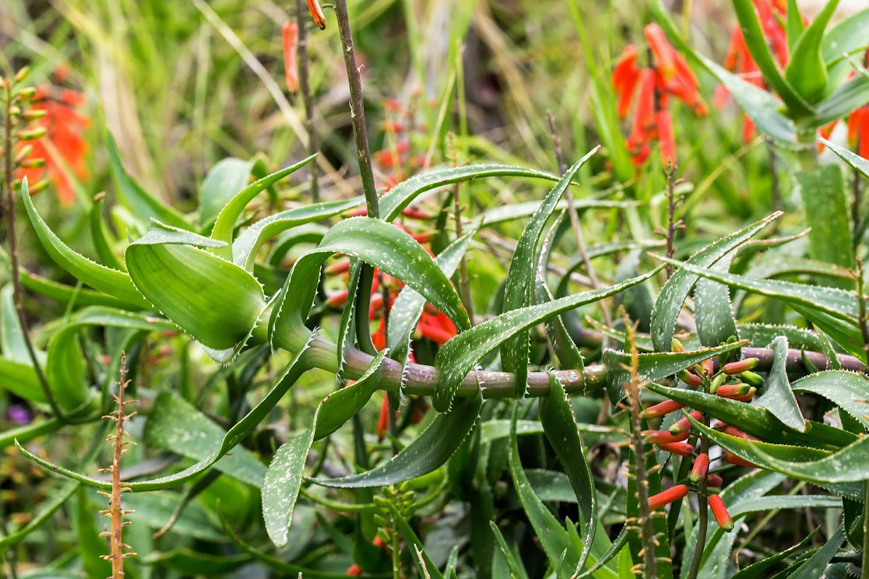 Image of Aloe ciliaris specimen.