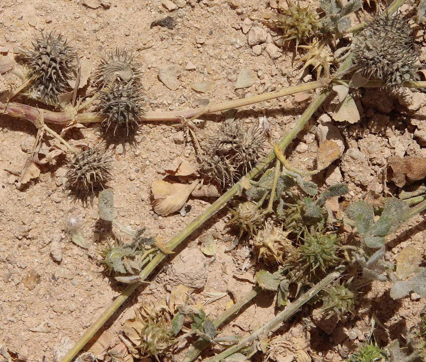 Image of Medicago polymorpha specimen.