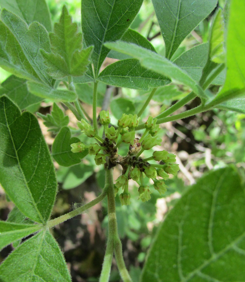 Image of Rhus aromatica specimen.