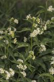 Vincetoxicum albovianum