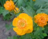 genus Trollius