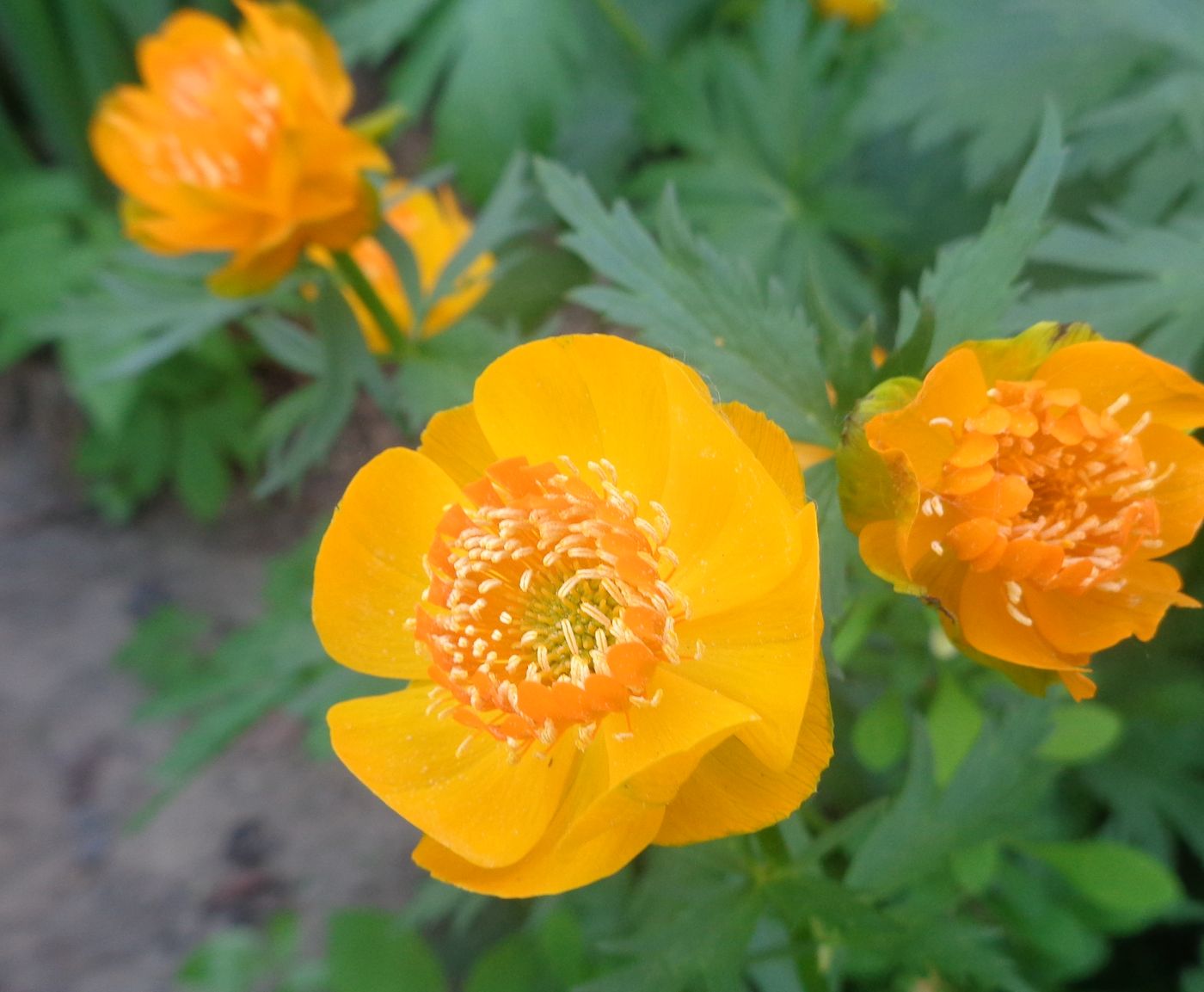 Image of genus Trollius specimen.