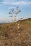 Ferula euxina. Плодоносящее растение. Крым, Керченский п-ов, окр. с. Бондаренково, степь. 25.06.2019.