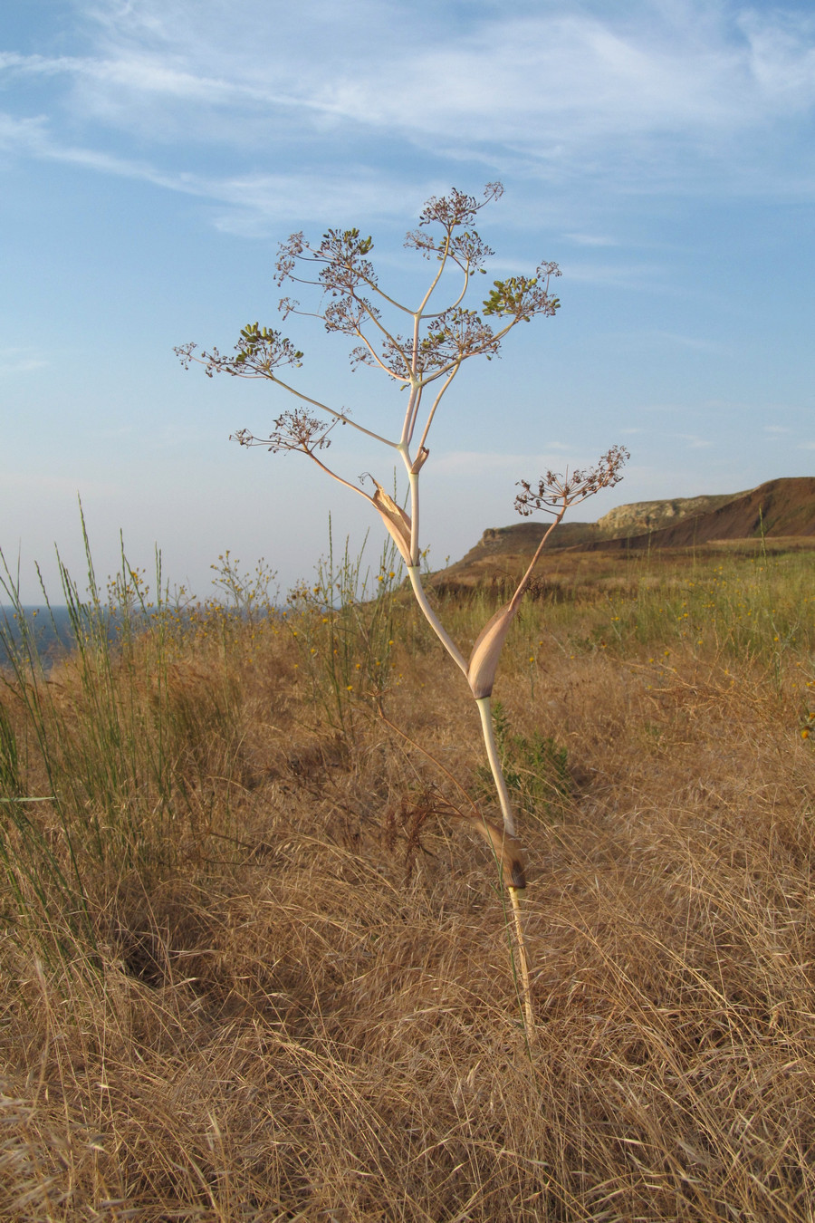 Изображение особи Ferula euxina.