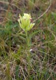 Castilleja pallida