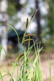 Carex acuta