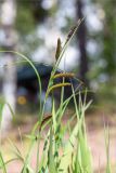 Carex acuta. Верхушка плодоносящего растения. Ленинградская обл., Выборгский р-н, р. Вуокса, о. Тёмный, мелководье. 08.06.2019.