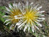 Taraxacum albescens