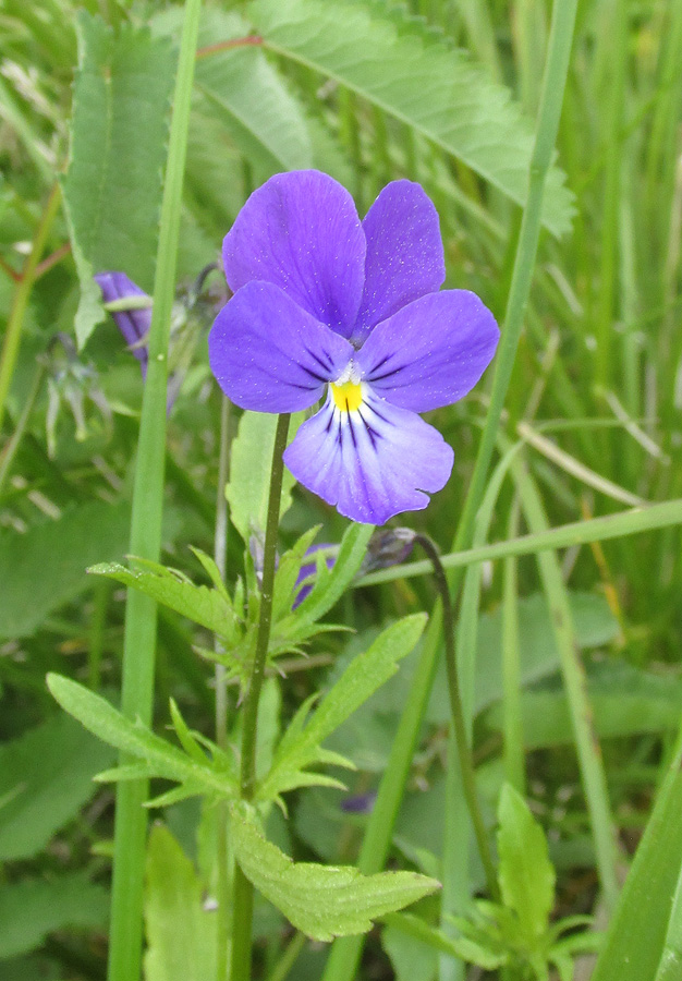 Image of Viola disjuncta specimen.