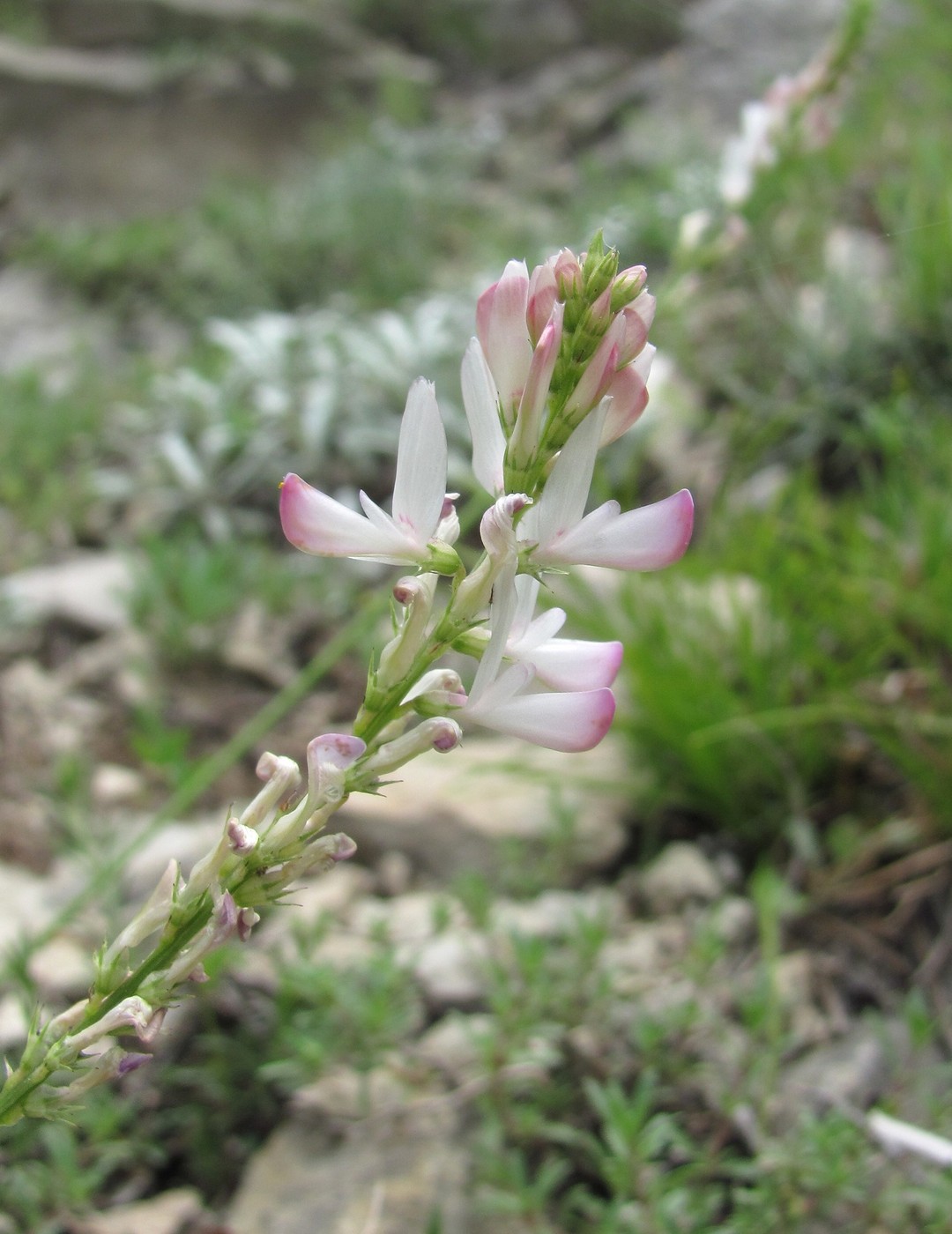 Image of Onobrychis petraea specimen.