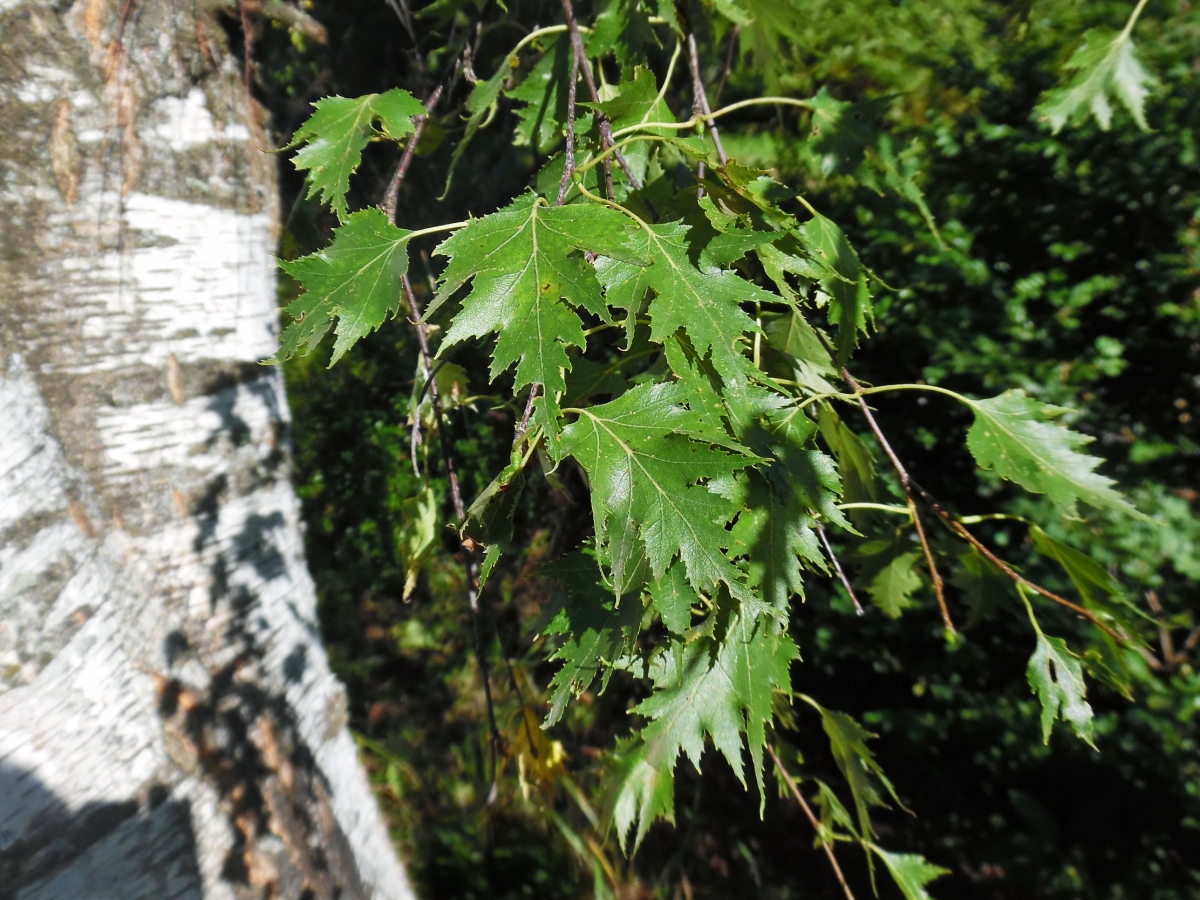 Image of Betula pendula f. dalecarlica specimen.