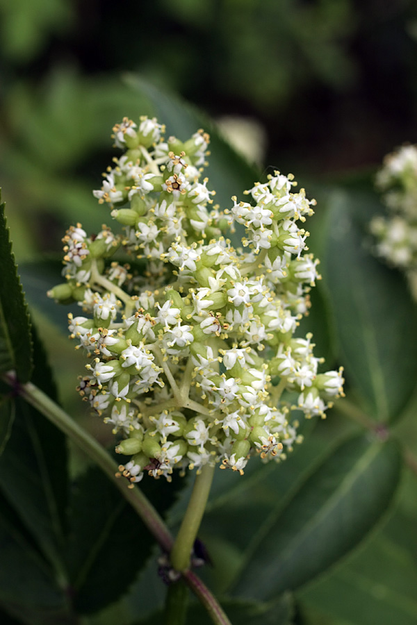 Image of Sambucus sibirica specimen.