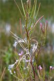 Epilobium adenocaulon. Верхушка цветущего и плодоносящего растения. Беларусь, Витебская обл., дер. Сурмино, песчаный берег озера. 30.07.2019.