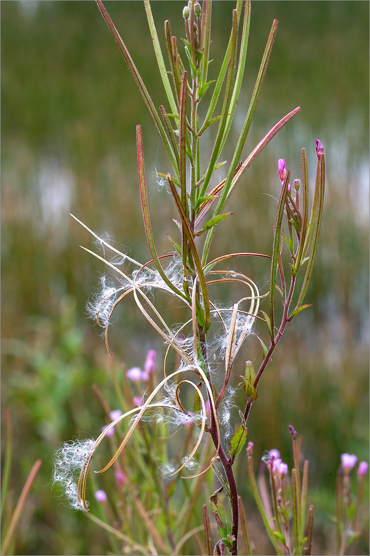 Image of Epilobium adenocaulon specimen.