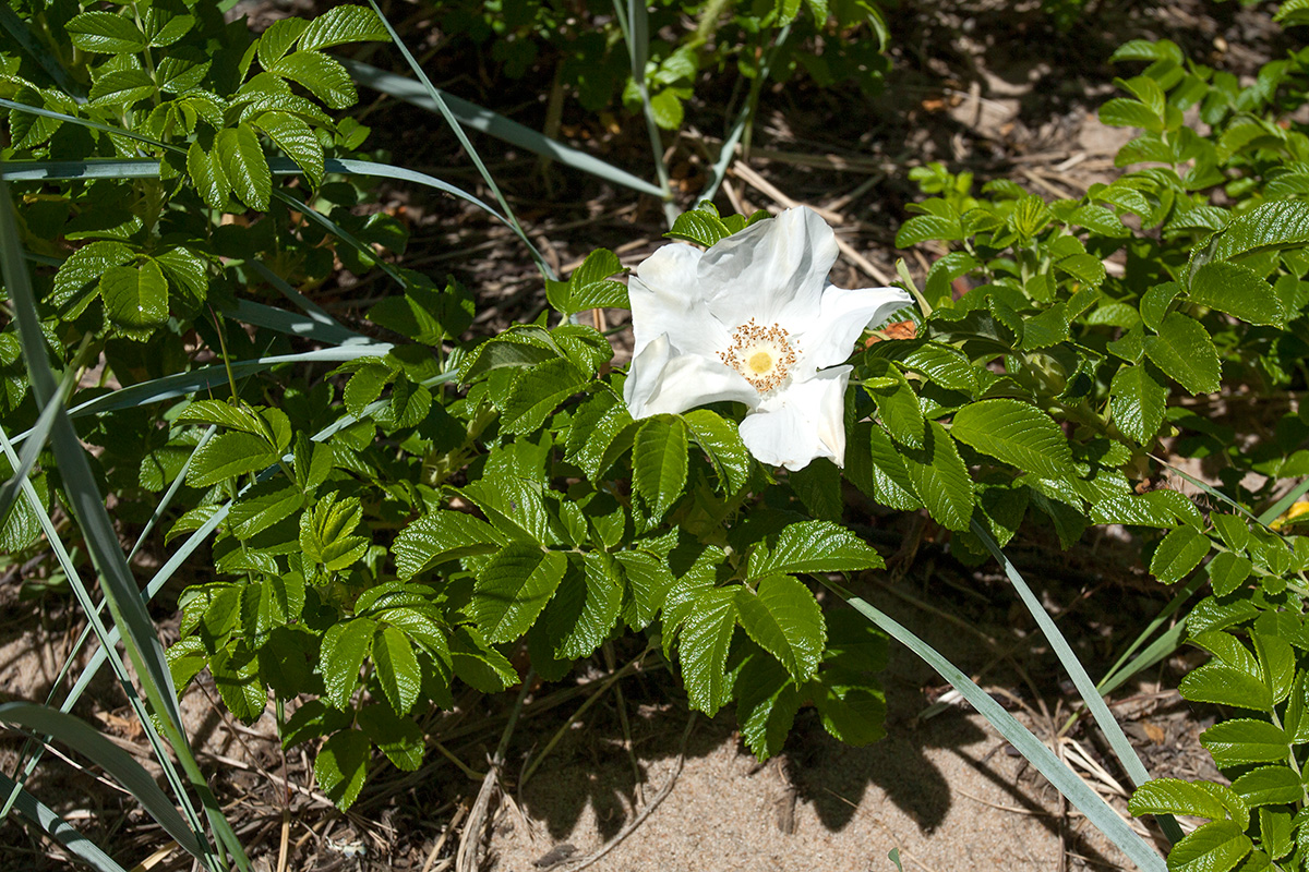 Изображение особи Rosa rugosa.