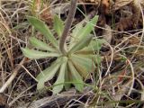 Draba hirta