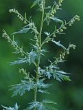 Artemisia sieversiana