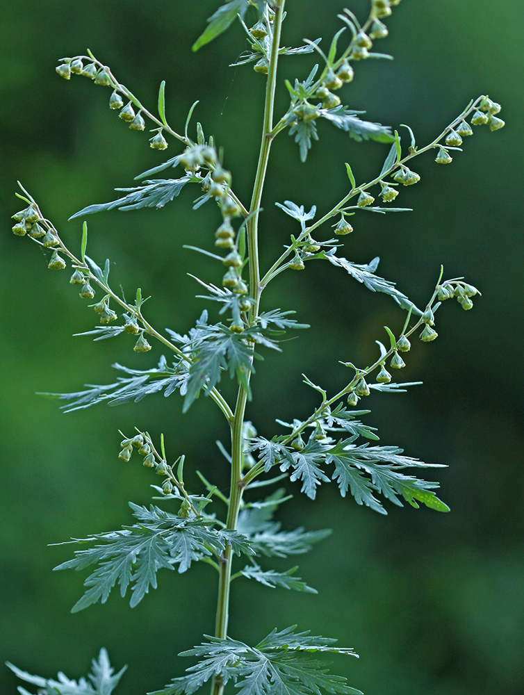 Изображение особи Artemisia sieversiana.