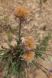 Aster alpinus