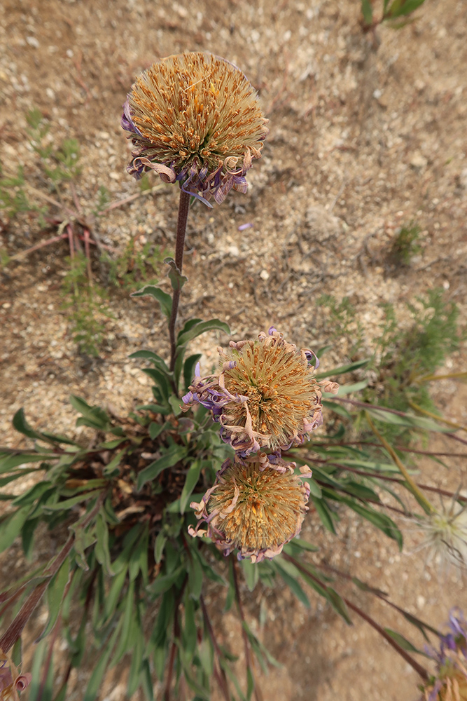 Изображение особи Aster alpinus.