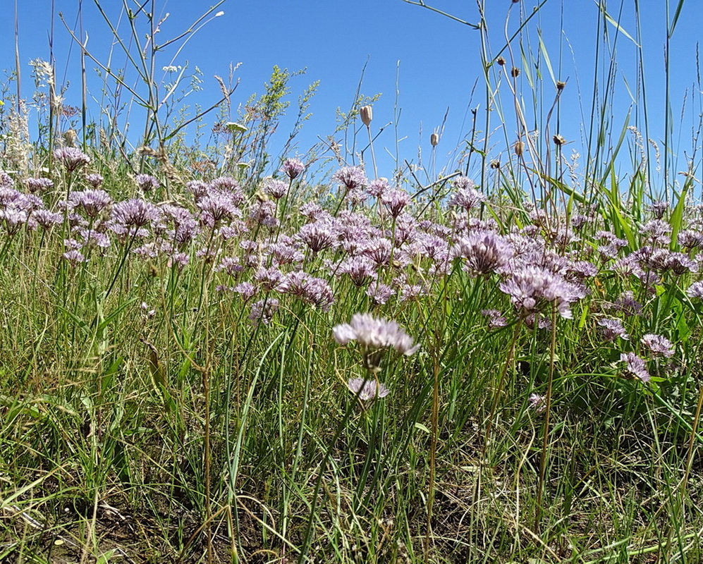 Изображение особи Allium oliganthum.