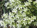 Saxifraga cherlerioides. Соцветия. Камчатский край, Елизовский район, природный парк \"Вулканы Камчатки\", кордон Авачинский перевал, горная тундра, 1100 м н.у.м. 05.08.2010.