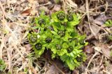 Ranunculus altaicus