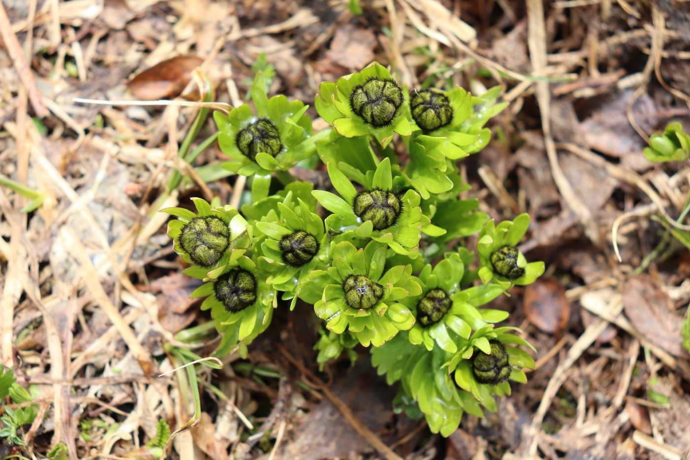 Изображение особи Ranunculus altaicus.