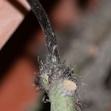 familia Polypodiaceae