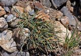 genus Ephedra. Растение с микростробилами. Алтай, Кош-Агачский р-н, долина р. Кызыл-Чин, ≈ 1700 м н.у.м., каменистый склон. 12.06.2019.