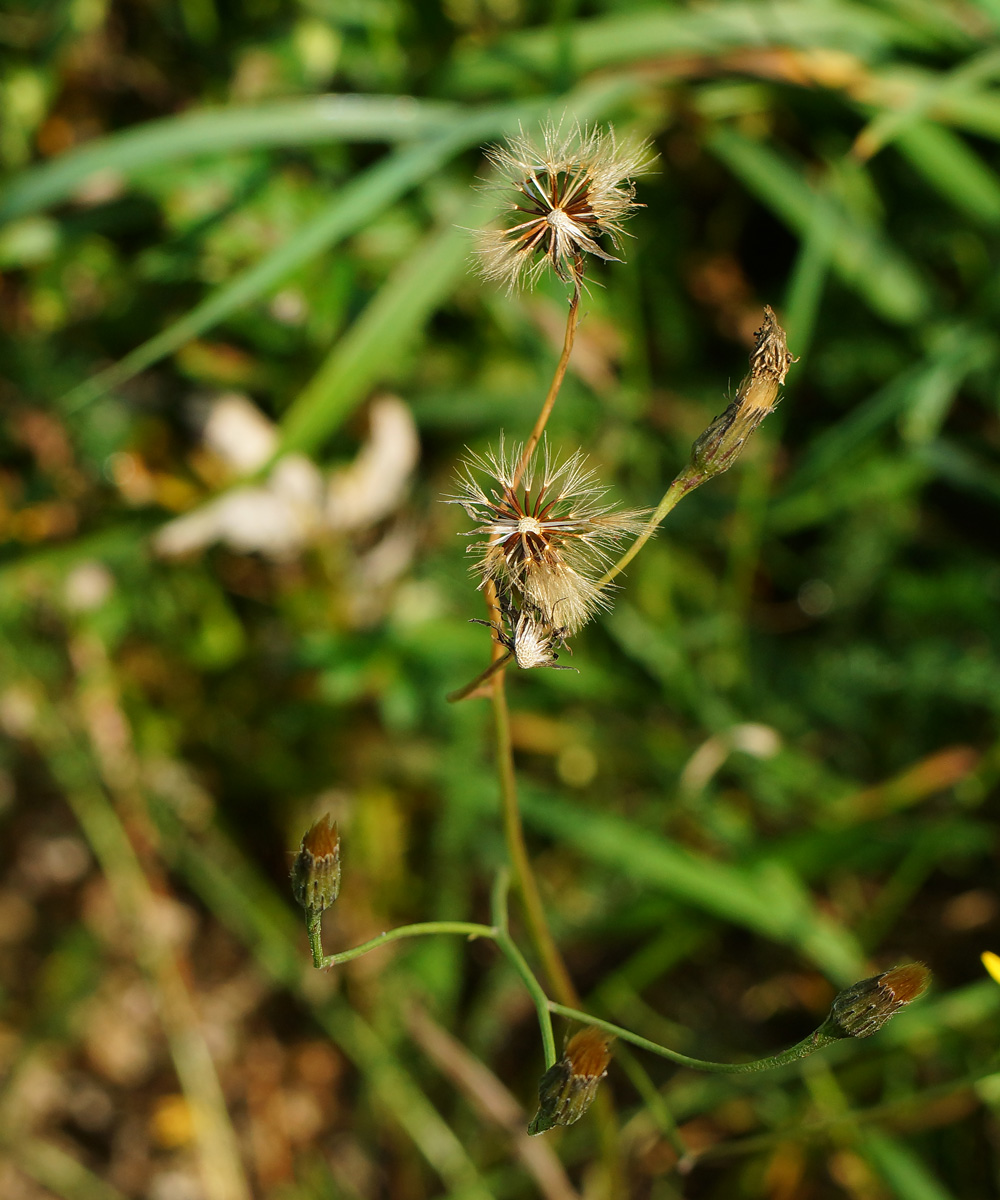 Image of Scorzoneroides autumnalis specimen.
