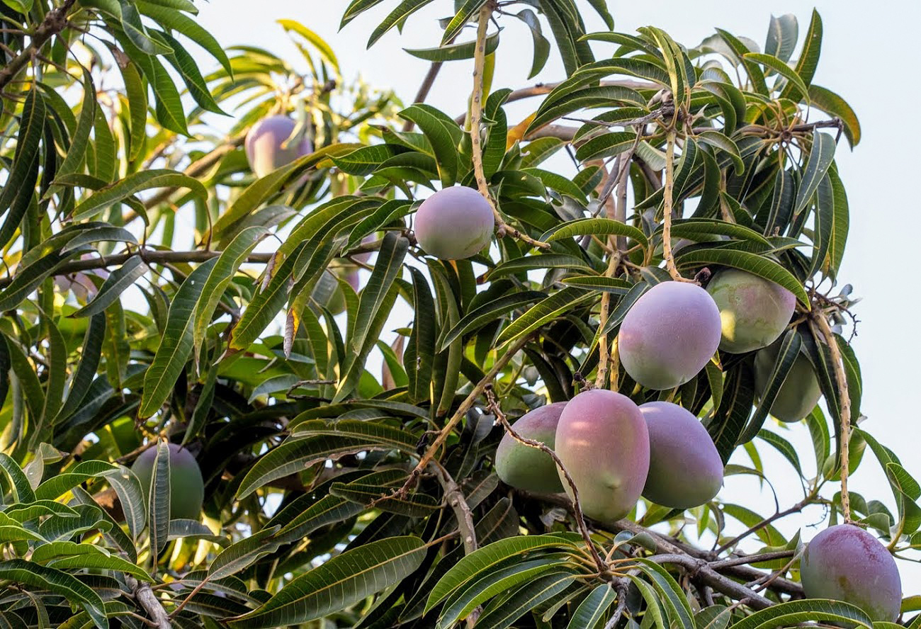 Изображение особи Mangifera indica .